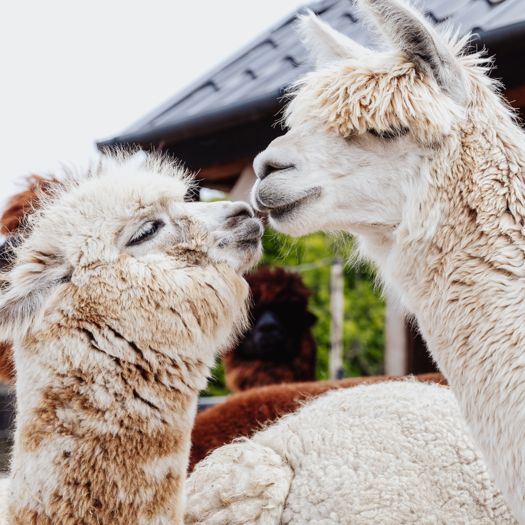 Workshop Tuften tussen de alpaca's