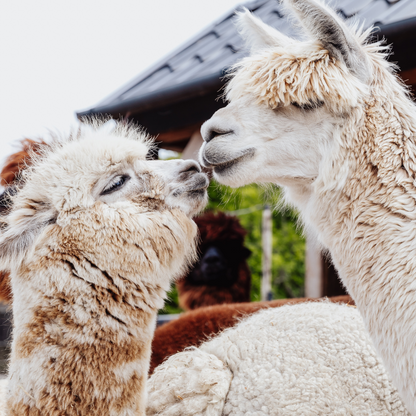 Workshop Tuften tussen de alpaca's